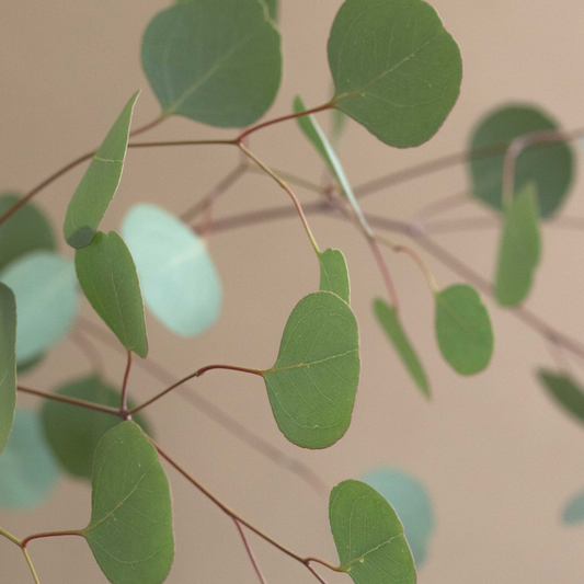 Sur fond clair, l'image représente de fines branches d'eucalyptus