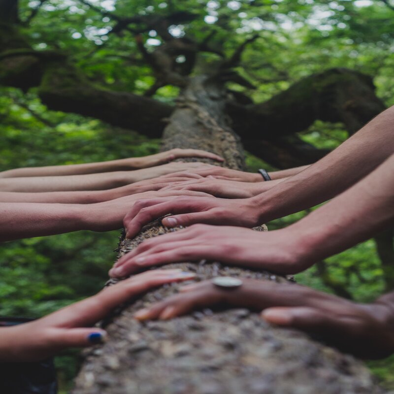 L'image représente un tronc d'arbre sur lequel des mains de différentes personnes sont posées de chaque côté. 